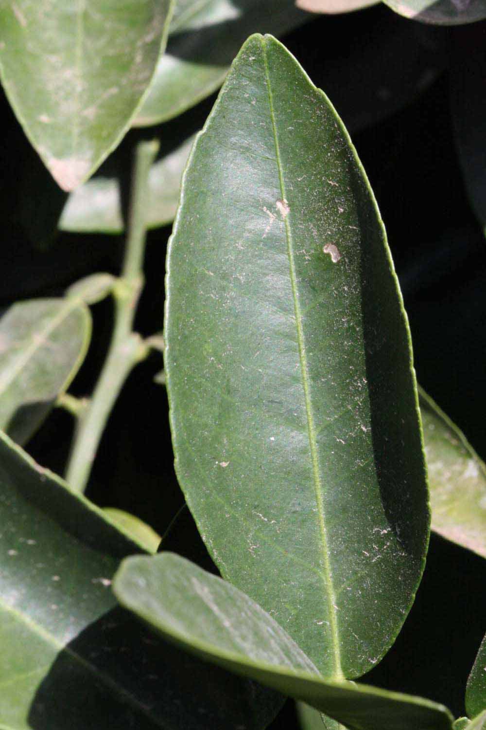              Unifoliolate leaf (Riverside, CA)       